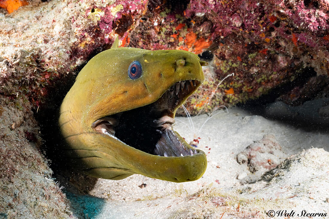 This green moray is getting some free dental hygiene complements of a colorful cleaner shrimp.