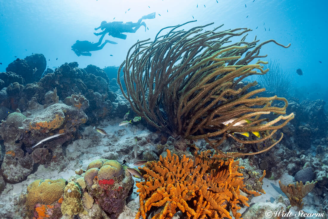 A view from below of divers following the crest of the reef.