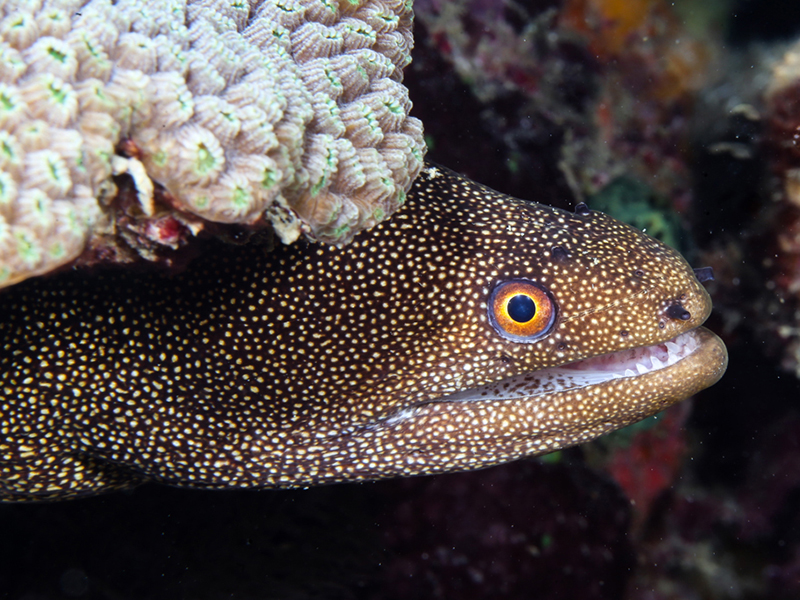 Tobago dive sites reward divers with marine life like this golden eel.