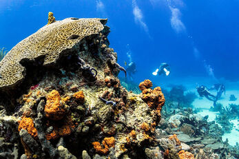 Reefs in the Speyside area are known for huge brain coral formations. 
