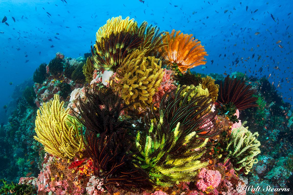A coral ridge near Bohol provides an ideal perch for a colorful collection of crinoids as they wait for passing morsels.