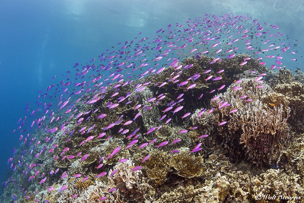 Purple anthias flow over a hard coral formation off Pescador Island, on the west coast of Cebu.
