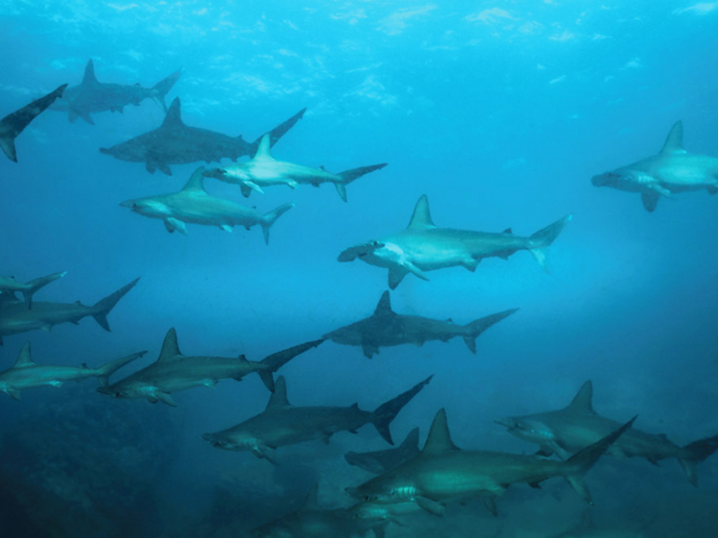 Sites in the Forgotten Islands are visited by schooling hammerheads.