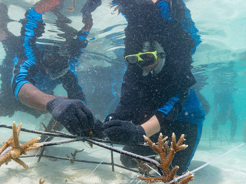 Reef Restoration