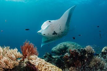 Reef Manta in the Misool Marine Reserve.
