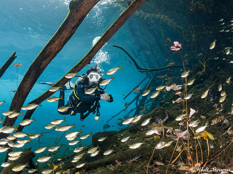 The Yucatan's fresh water cenotes are a popular attraction with snorkelers and divers.