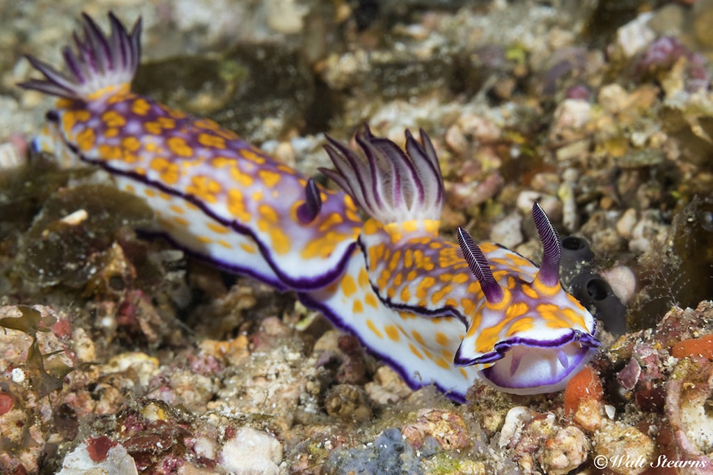 There are more than 500 species of nudibranchs in the waters of Anilao.