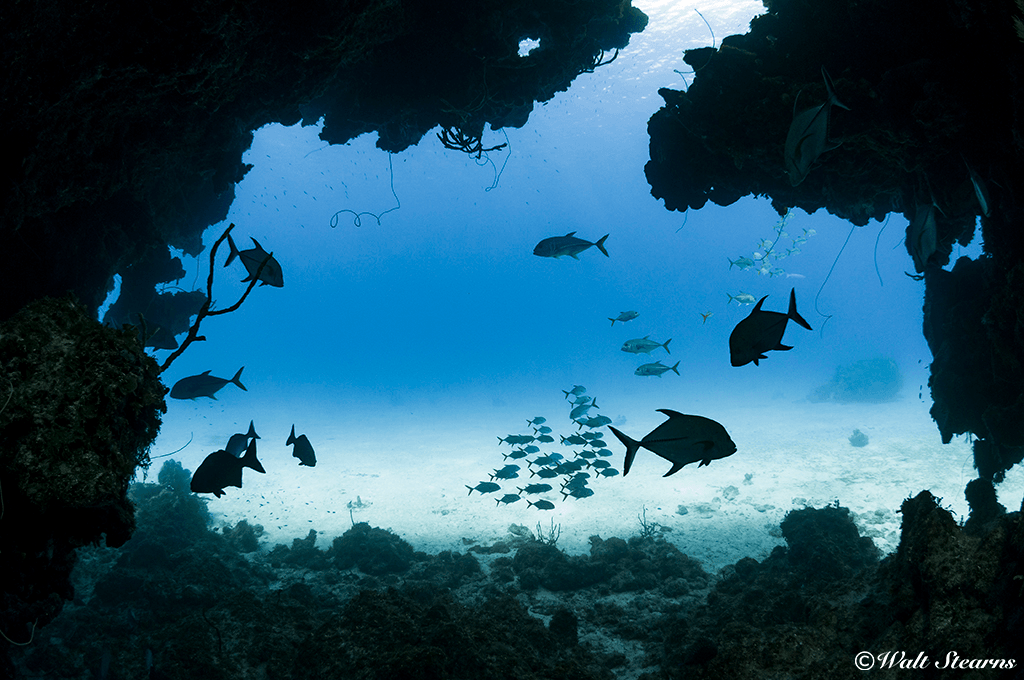 At Bimini's Tuna Alley, coral grottoes and ravines lead to a sand valley that is an underground highway for passing pelagic fish.