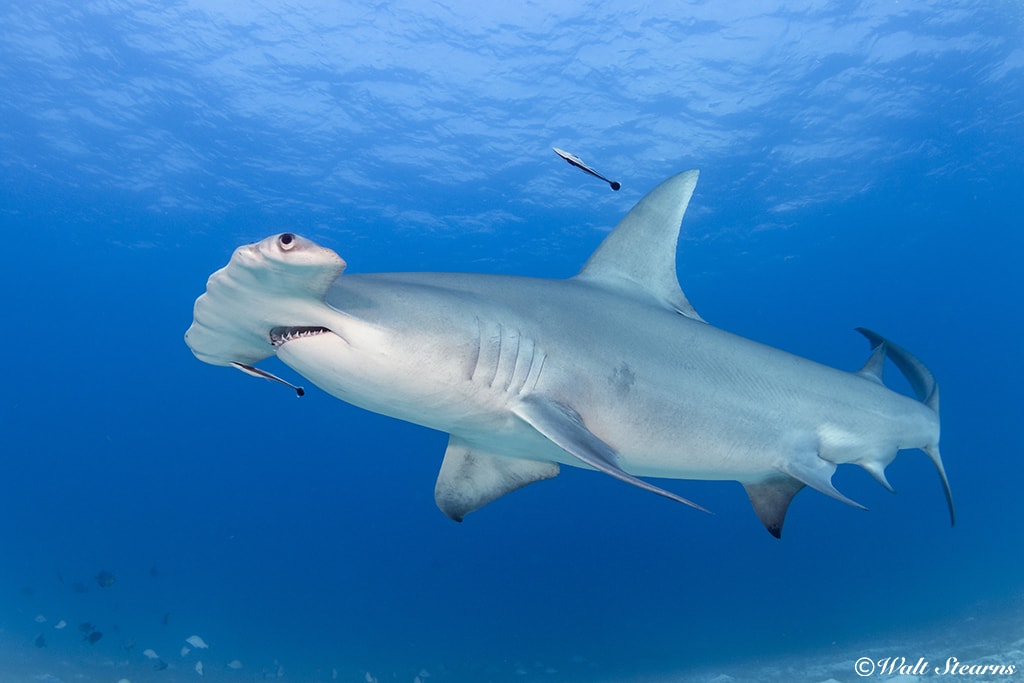 Between December and early March, great hammerhead sharks gather in the shallow waters surrounding the island of Bimini.