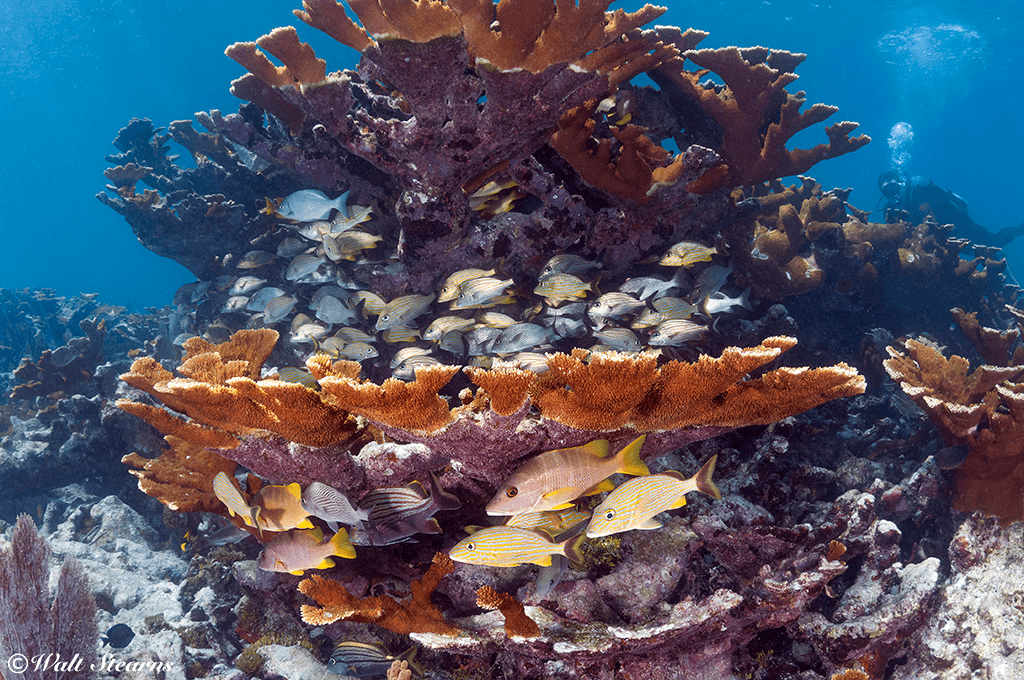 Schools of grunts and snappers take shelter around the base of a stand of elkhorn coral.
