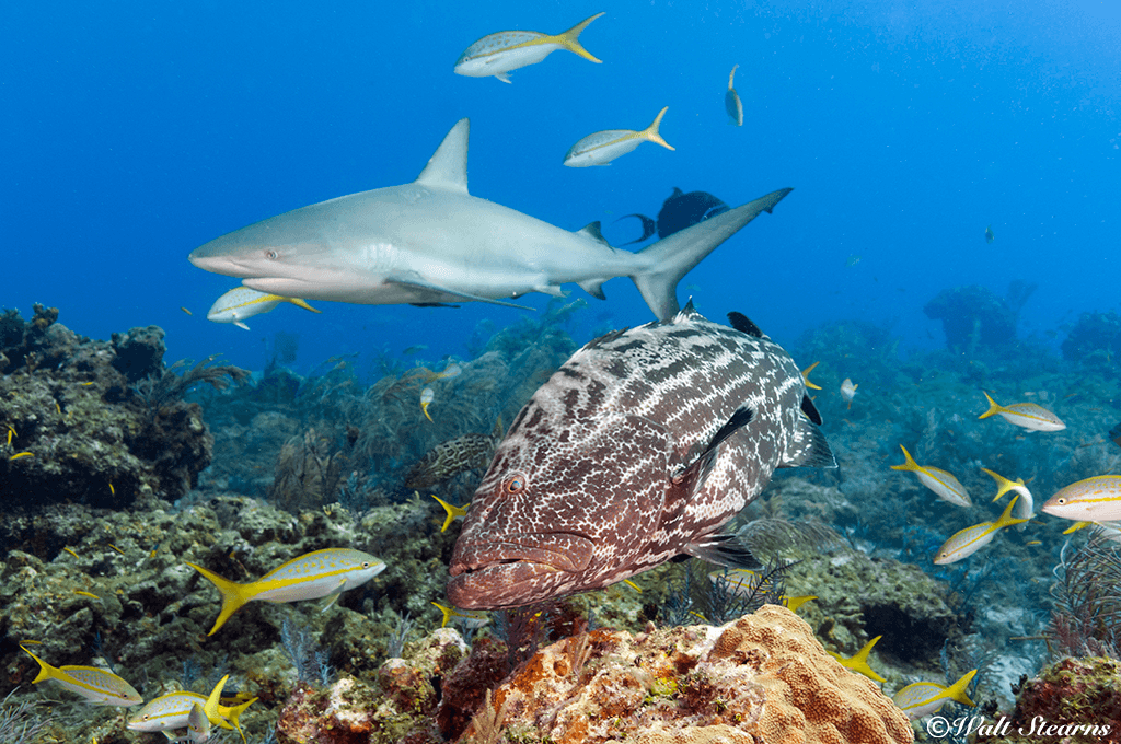 With no fishing allowed, black grouper grow large in the waters of the Exuma Land and Sea Park and may be joined by reef sharks.
