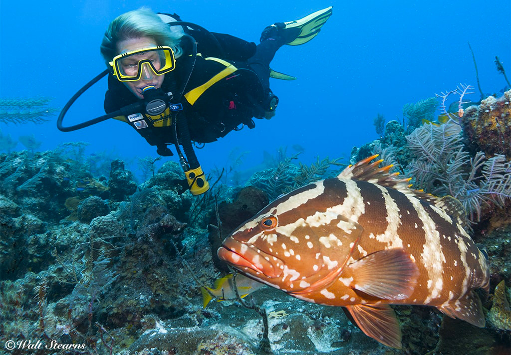 Nassau grouper often allow divers to approach, which make these, fish a favorite subject for photos.
