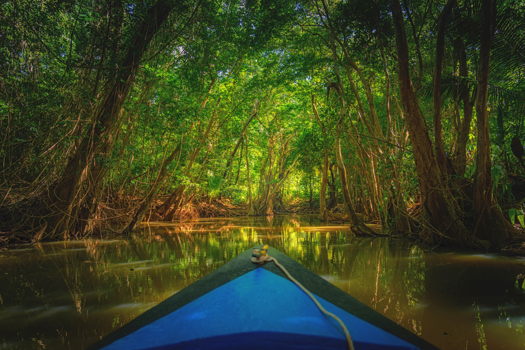 A canopy of bloodroot trees creates an eerie scene on Dominica's Indian River.
