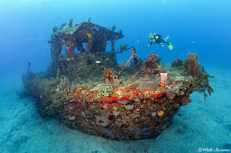 A small tugboat wreck creates an oasis of life on the volcanic sands of Statia' Oranje s Bay.