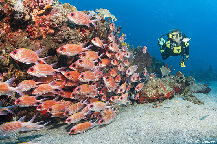Statia's spur-and-groove reefs create habitat for a variety of schooling fish.