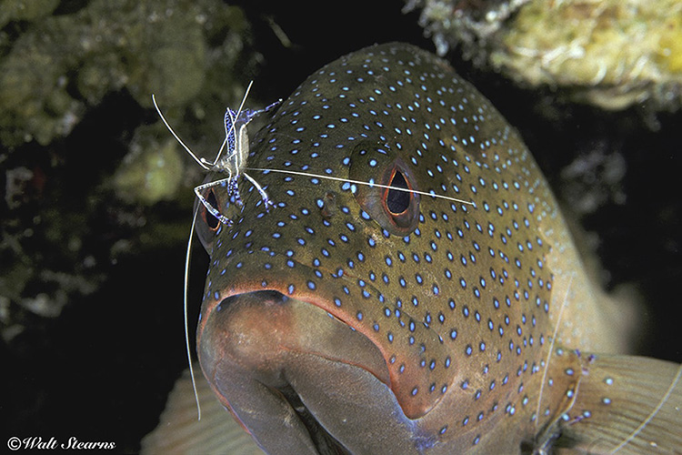 Shallow sites around Statia provide macro enthusiasts with a wealth of subjects to study and photograph.