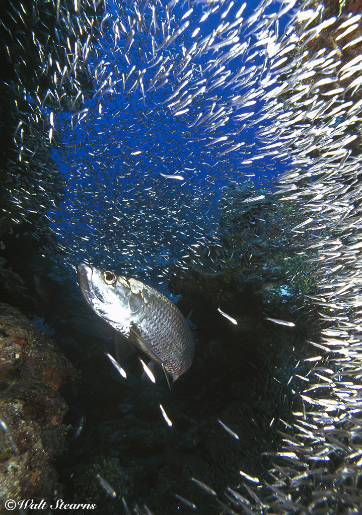 During the summer months, grottoes are often filled with swirling clouds of small silversides, which are then preyed upon by large tarpon.