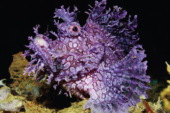 Night dives bring out a cast of weird and wonderful marine life.