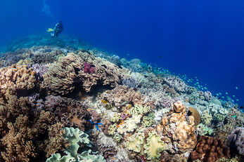 Northern dive sites provide opportunities for fast-paced drift dives.