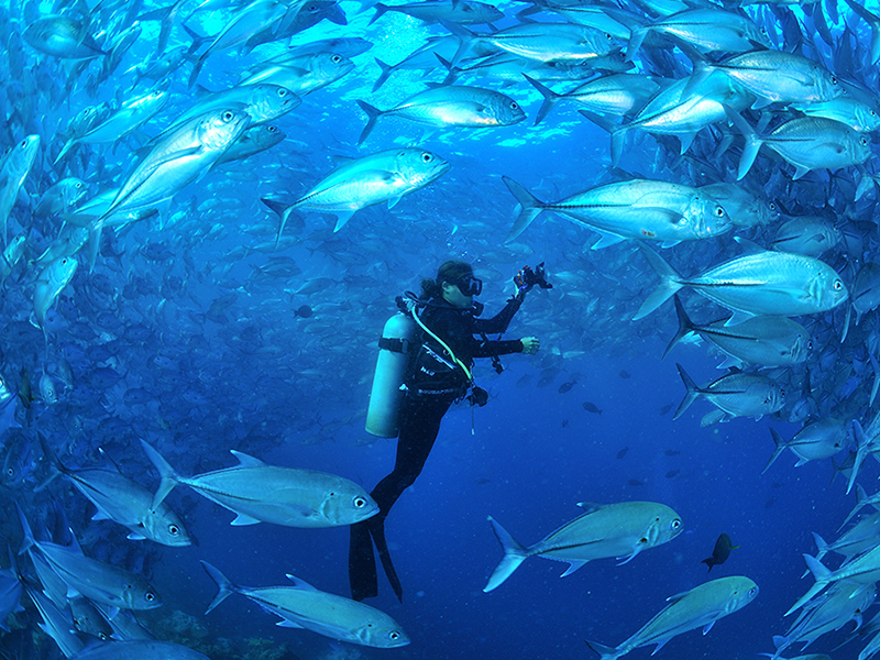 Large schools of fish thrive in the nutrient-rich waters of Komodo.