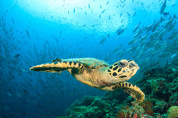Dive sites at Siaba Besar Island are known for an abundance of sea turtles.