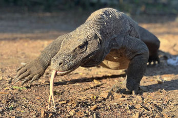 Dive trips may include a stop to view the park's namesake lizards.