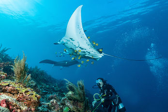 Rays are found year-round at the cleaning stations of Manta Point 