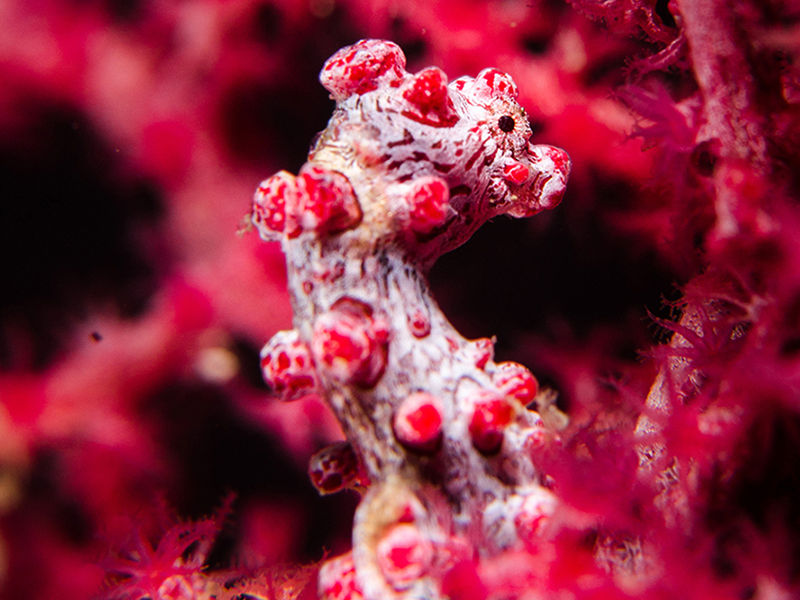 Calm-water sites provide opportunities to search for small finds such as pygmy sea horses.
