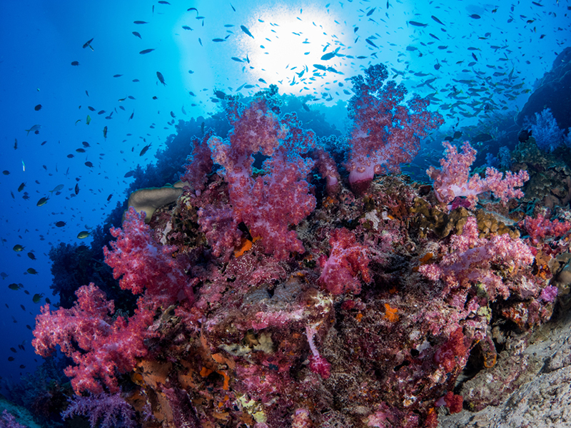 Dive sites on the Rainbow Reef are thick with both hard and soft coral growth.