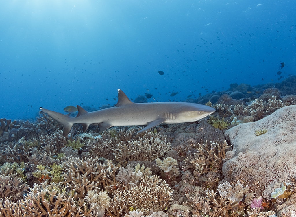 Whitetip sharks often cruise among the coral heads in search of a meal and may approach divers, as they are more curious than threatening. Photo: Walt Stearns.