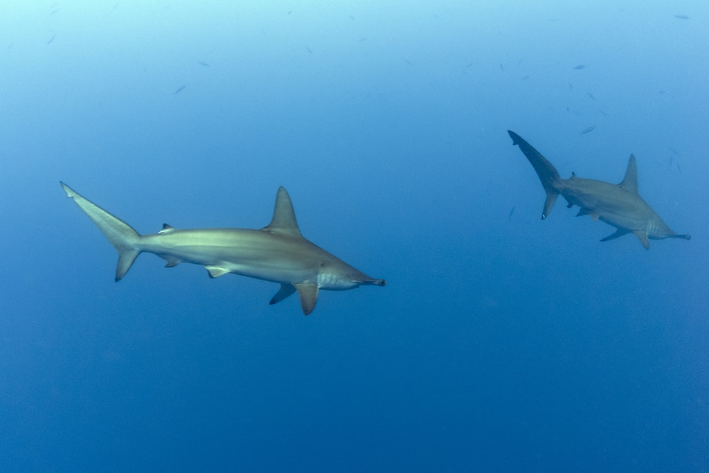 When diving the walls of the Somosomo Straits, keep an eye open for scalloped hammerhead sharks, which will sometimes cruise by in blue water. Photo: Walt Stearns.