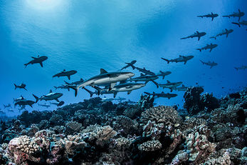 Fakarava's Wall of Sharks is thrilling sight.
