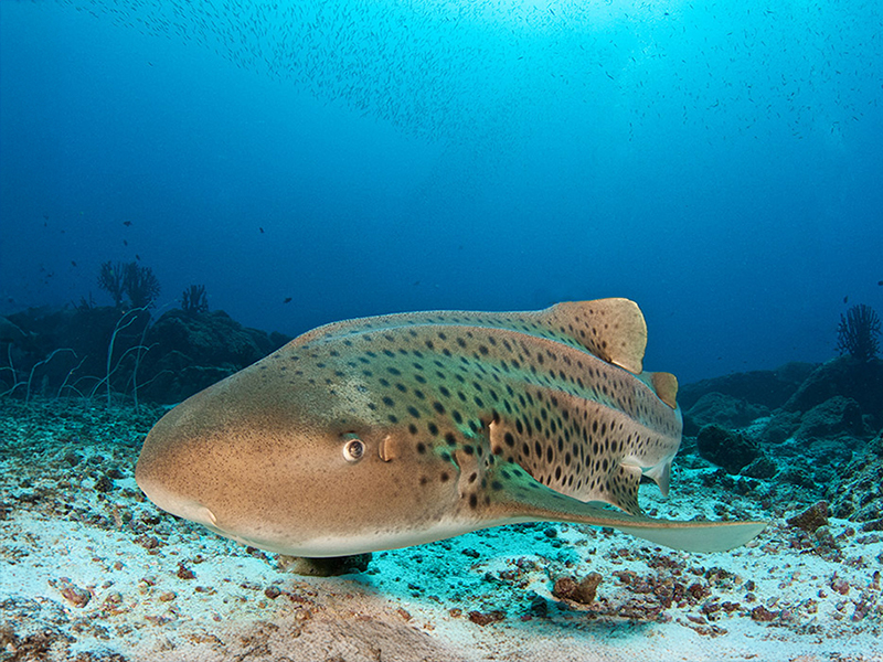 Leopard sharks are common on many dive sites.