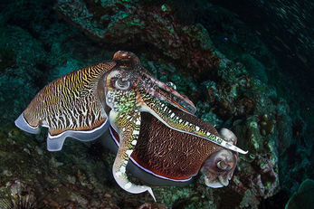 Cuttlefish hunt on mid-depth coral reefs.