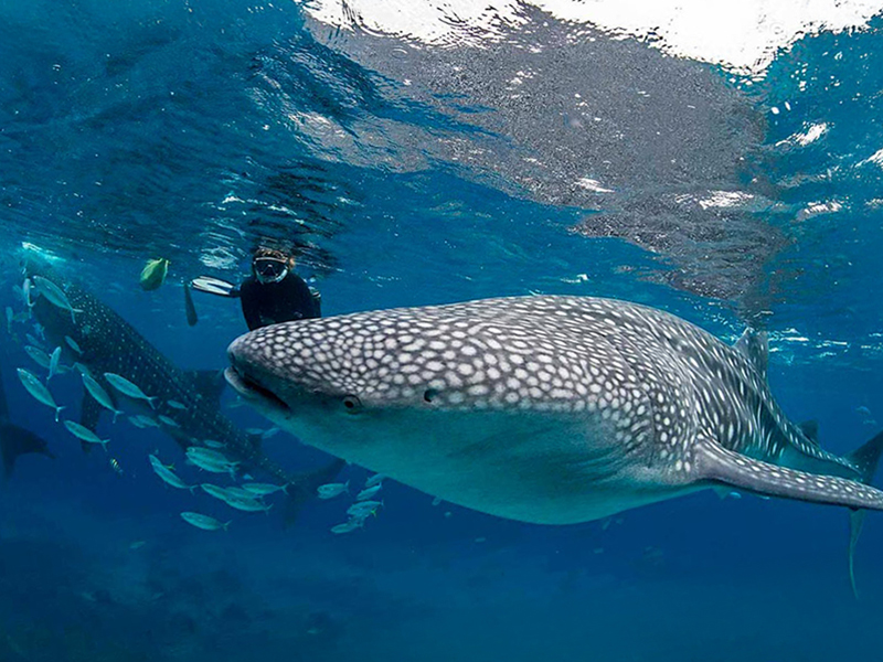 Sites such as Richelieu Rock offer seasonal encounters with whale sharks.