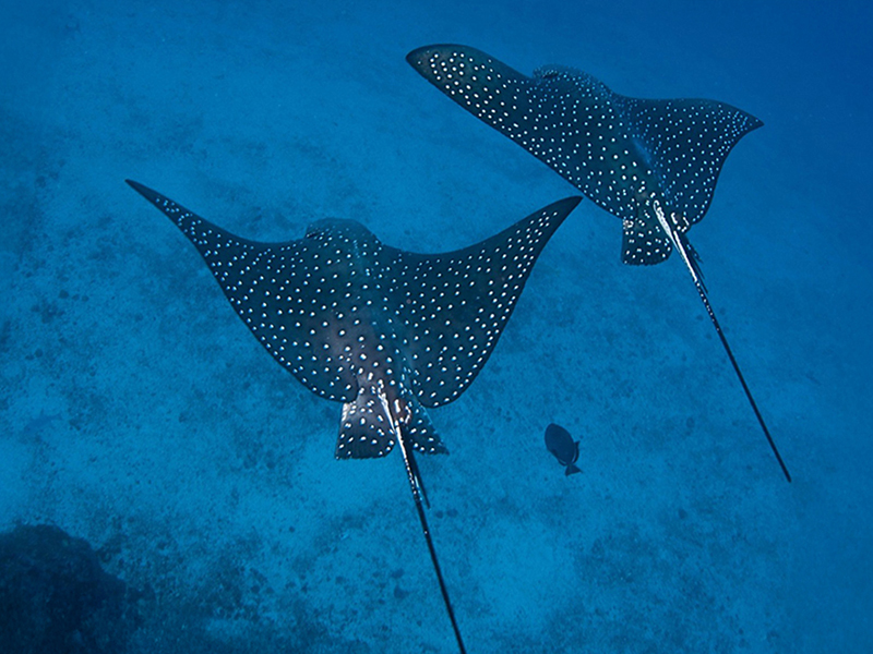 Spotted eagle rays can be seen on coral reefs around the world.