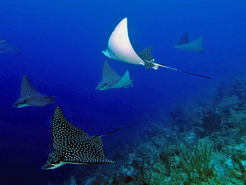 Though often solitary, eagle rays will sometimes form loose aggregations.