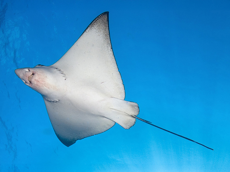 In bright sunshine the eagle ray's light-colored underside makes it more difficult for predators to spot from below.