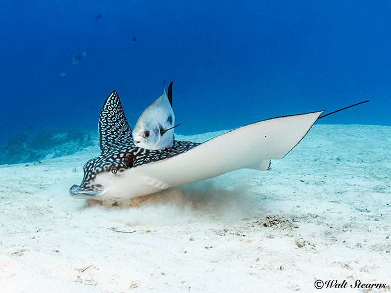 When eagle rays stir up the sand small fish may tag along to nosh on dislodges morsels.