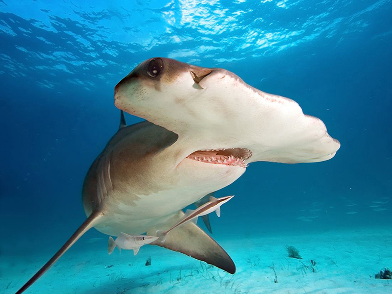 Hammerhead sharks are one of the eagle ray's only predators.