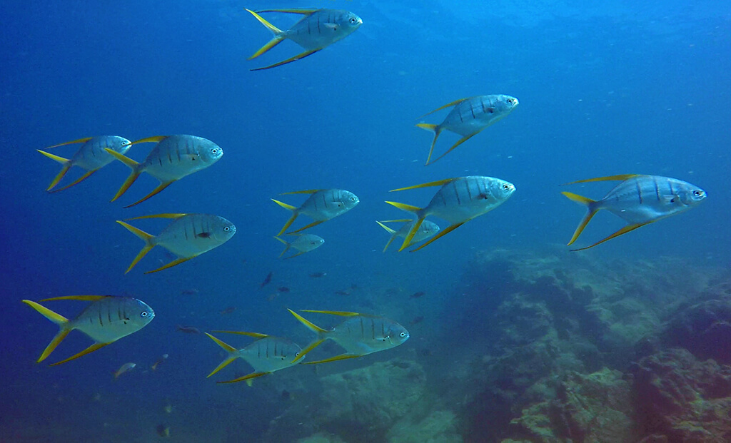 Schooling fish such as pompano often congregate near underwater rock formations.