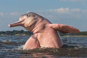 Amazon River Dolphin