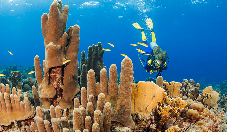 Curaçao's Coral reefs are among the healthiest in the Caribbean.