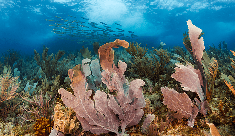 Dive Sites on Curaçao's East End offer a mix of hard and soft corals.