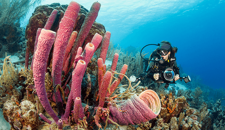 Colorful sponges are a signature feature of many sites.