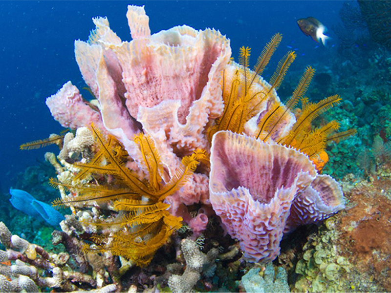 If you didn't know better, you might think the wispy strands entwined with this delicate vase sponge were just stalks of algae. But in fact, they are the arms of crinoids on the hunt.