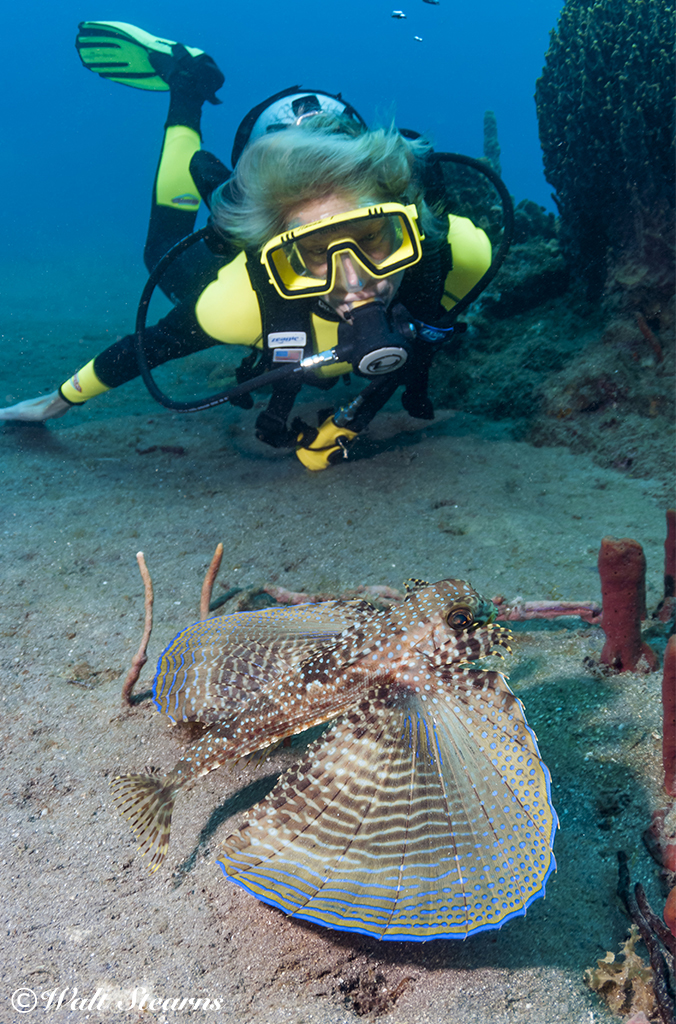 Divers are most likely to find flying gurnards in areas where there is a soft or sandy sea floor, with scattered rocks, but no dense coral growth.