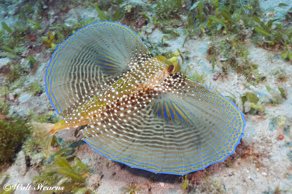The “wings” are deployed when a flying gurnard is startled or feels threatened. The bold color patterns are thought to startle would-be predators and cause them to pause. The wide profile of pectoral fins also make the gurnard seem larger than its actual 