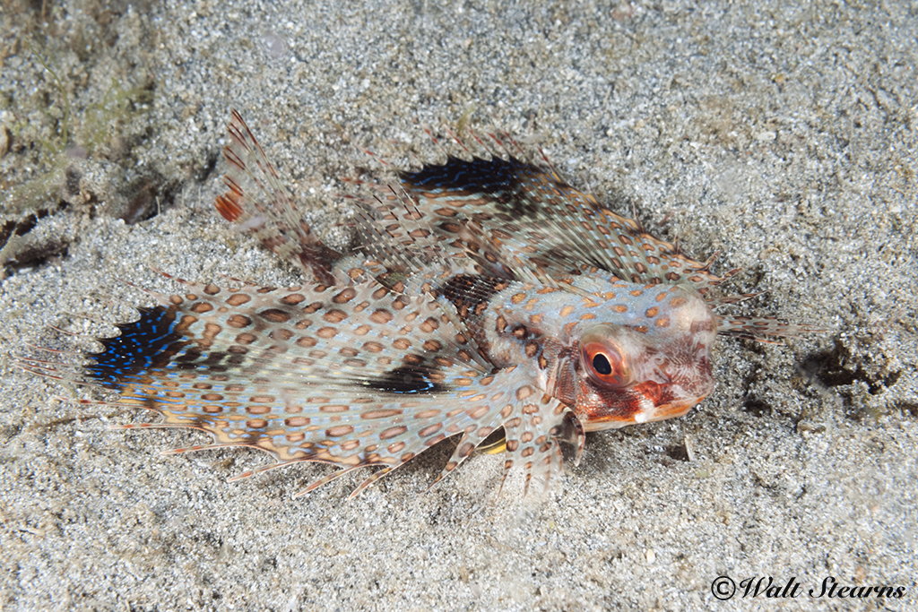 When it's bright-colored pectoral fins are folded, the mottled coloring on the rest of this flying gurnard's body helps it blend into the surroundings.  
