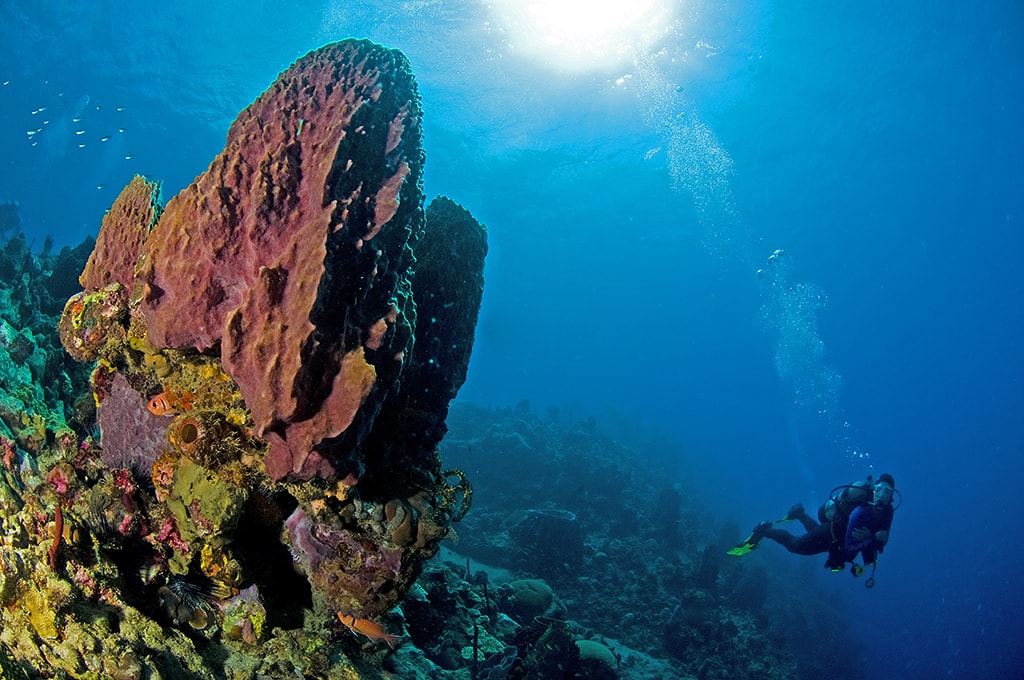 A diver hovers over a sponge-encrusted slope at Dangleben's Pinnacles.